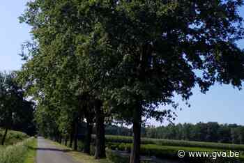 Bomenverzorger neemt Lilse straatbomen onder handen (Lille) - Gazet van Antwerpen