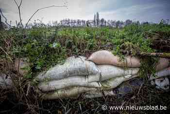 Conflict tussen Halen en Herk-de-Stad door te hoge dijken