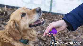 Änderung der Hundesteuersatzung in Garrel: Zwingersteuer entfällt künftig - Nordwest-Zeitung
