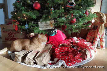 Warning: distraction can lead to tragedy with holiday cooking, candles - Comox Valley Record