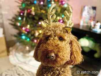 Holiday Pet Pics: Meet Decaturs Oliver - Patch.com
