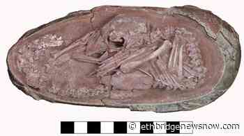Amazingly preserved fossil egg shows dinosaur, bird links: scientists - Lethbridge News Now