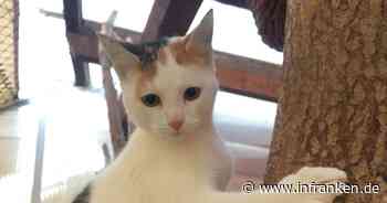 Tierheim Bamberg: Dreifarbige Katze "Violet" hatte wilden Start ins Leben