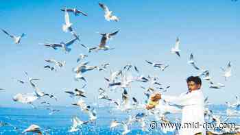 Forest Dept to deploy guards to stop people from feeding farsan to seagulls - mid-day.com