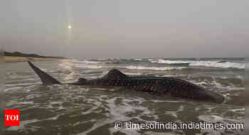 Visakhapatnam: Whale shark rescued by forest officials, fishermen - Times of India
