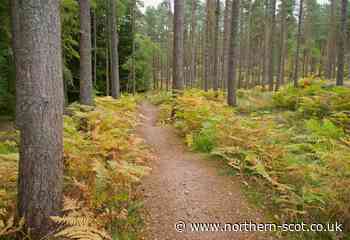 Safety warning for Moray forest visitors - Northern Scot