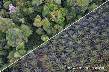 What has the pandemic done to forest policies? (commentary) - Mongabay.com