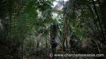 UN tonic for forest carbon market omits cure for corporate trading pains - CNA