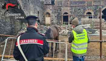 Contrasto all’illegalità: 8 cavalli sottoposti a “fermo ufficiale” - NewSicilia