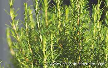 Ask a master gardener: How to have fresh rosemary all year - Addison County Independent