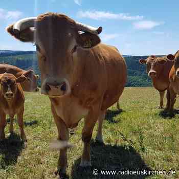 Höfesterben der Milchbetriebe setzt sich fort - radioeuskirchen.de