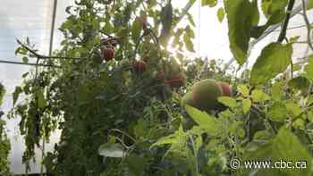 Passive solar: A greener greenhouse takes root in Alberta