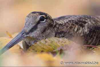 Verenigingen met natuurplan kunnen zelf met subsidies hun eigen reservaatje starten