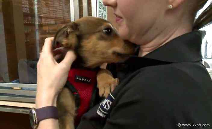 Central Texas dogs and cats need your help, pet food drive ends Christmas Eve