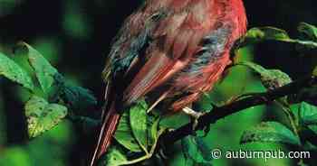 The Citizen's gallery listings for Dec. 23-29: Cayuga Naturally and more - Auburn Citizen