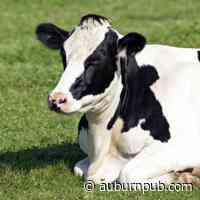Manure leak affects tributary at southern Cayuga County farm - Auburn Citizen