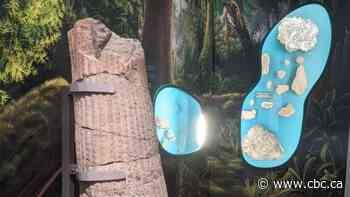 Fossilized tree discovered at N.S. cliff on display at Royal Ontario Museum