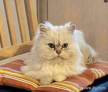 Christmas miracle as cat missing for three YEARS reunited with family - ITV News