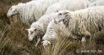 Driehonderd schapen moeten licht ontvlambaar pijpenstrootje bestrijden op Groot Schietveld - hln.be