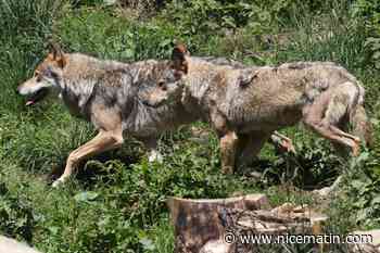 Fuite d'une meute de loups dans un zoo du Tarn : quatre loups abattus et cinq anesthésiés