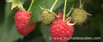 Repenser la culture les framboises