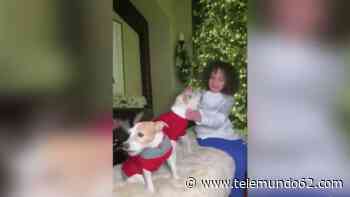 Video de Navidad: perros de Mariah Carey hacen el coro de famosa canción - Telemundo 62