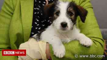 Cornwall Council returns hundreds of 'stray' dogs to owners - BBC News