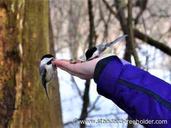 Still plenty on offer in Cornwall/SDG through the holidays - Standard Freeholder