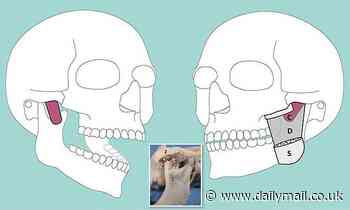 New muscle layer is discovered in the lower jaw that plays a major role in helping us chew