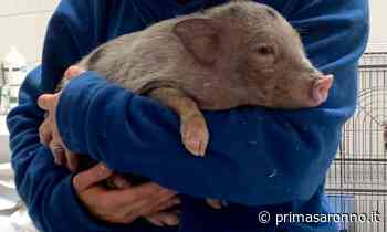 Maialino abbandonato in una scatola alla fermata dell'autobus - Prima Saronno