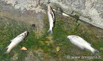 Saronno, moria di pesci nel Lura - La Prealpina