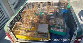 Cotia: Guarda Ambiental recebe denúncia e estoura cativeiro de aves na região do Turiguara - Jornal O Anhanguera