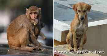 Report: War Between Monkeys and Dogs Engulfs Town, Winner Finally Emerges with a Decisive Victory