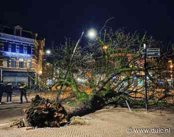 Boom op de Neude in Utrecht valt met wortel en al om; oorzaak is onbekend - De Utrechtse Internet Courant