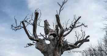 Zusters Franciscanessen nemen afscheid met bronzen boom: 'Mooi dat hun werk een natuurlijk einde krijgt' - BN DeStem