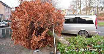 Bestelbus rijdt boom uit de grond in Etten-Leur, bestuurder neemt de benen - BN DeStem