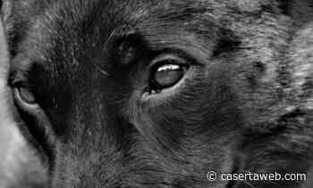 Orrore a Capua, cane impiccato e buttato in un canale di irrigazione trovato nelle campagne | - CasertaWeb