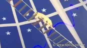 Vídeo: circo é notificado por usar cachorro pulando do alto de escada suspensa - O POVO