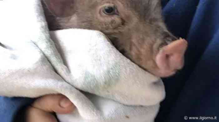 Lissone, trovato maialino alla fermata del bus - IL GIORNO