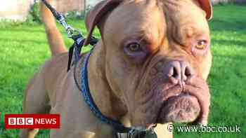 Blackpool RSPCA urges potential dog owners to 'adopt, not shop'