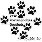 Provincie investeert 100.000 euro in dierenasielen: vzw Poezenpootjes Geetbets ontvangt 2.380,44 euro - Het Belang van Limburg