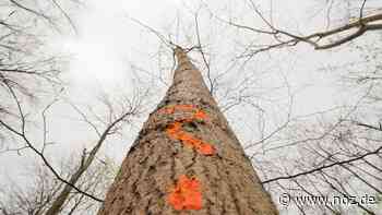 Neue Chance für mehr Baumschutz in Dissen auf städtischen Flächen - noz.de - Neue Osnabrücker Zeitung