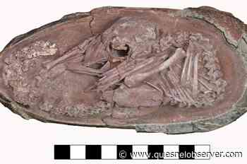 Scientist says amazingly preserved fossil egg shows dinosaur, bird links - Quesnel Cariboo Observer