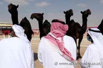 Camels compete in UAE desert for beauty contest crown - St Helens Star