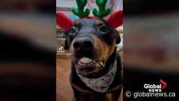 Edmonton woman and service dog spread holiday cheer during December