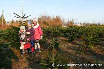 Den Christbaum selbst zu schlagen ist für viele Steinener liebgewonnene Tradition - Steinen - Badische Zeitung - Badische Zeitung