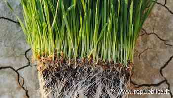 L'azienda che vuol fermare l'erosione con un filo d'erba - La Repubblica