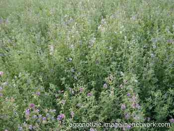 Erba medica, il prezzo di riferimento 2021 è 2,75 euro/kg - Agronotizie