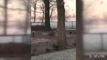 Wolf Klaas(je) laat zich weer zien in Essen - ATV