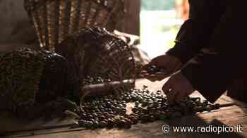 L'olio extravergine del Garda, un'eccellenza dagli abbinamenti insospettabili - Radio Pico